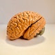 6 Parts of the human brain and how they function