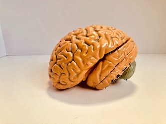 6 Parts of the human brain and how they function