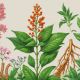 Most popular herbs against anxiety: Evidence-based natural remedies for stress relief