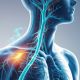 The vagus nerve: Essential Functions and Impact on Health